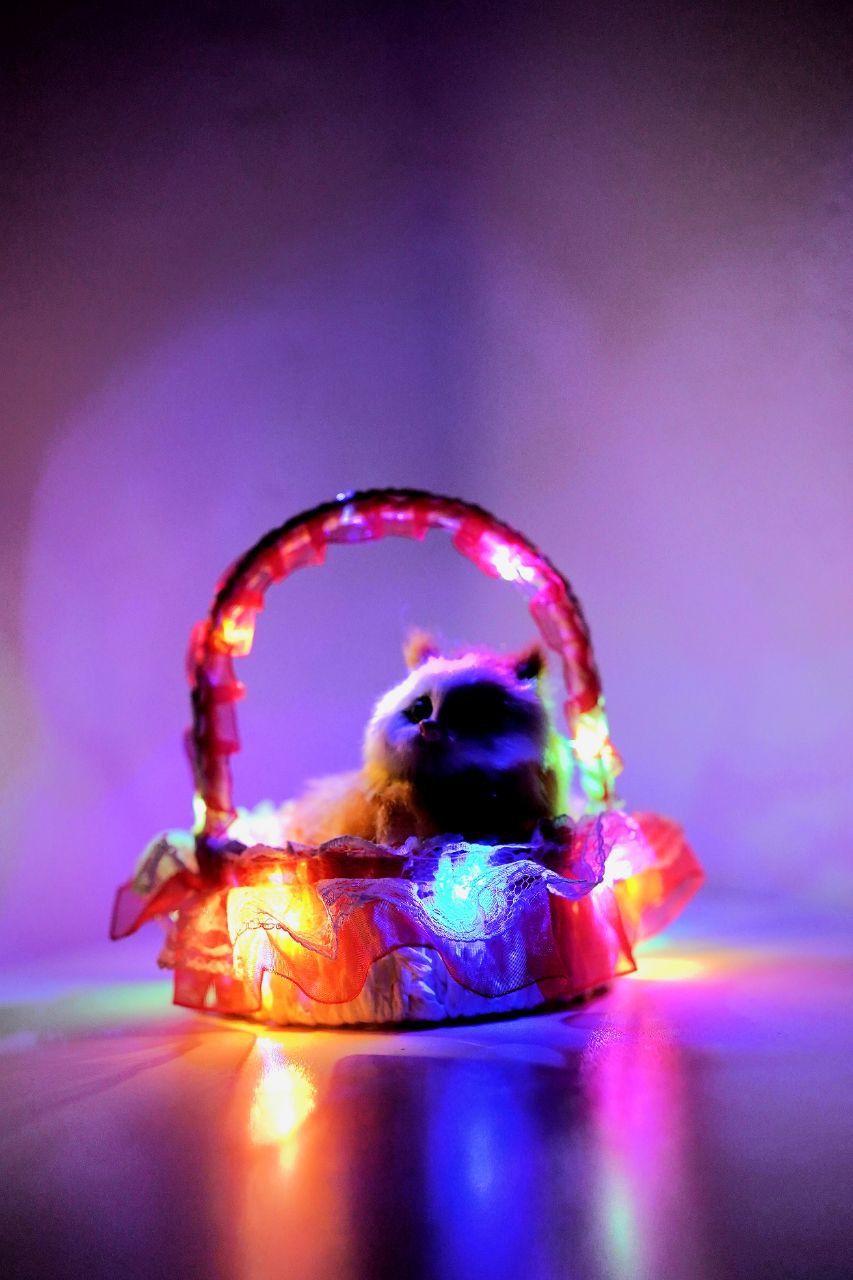 LumiMeow Basket Cat